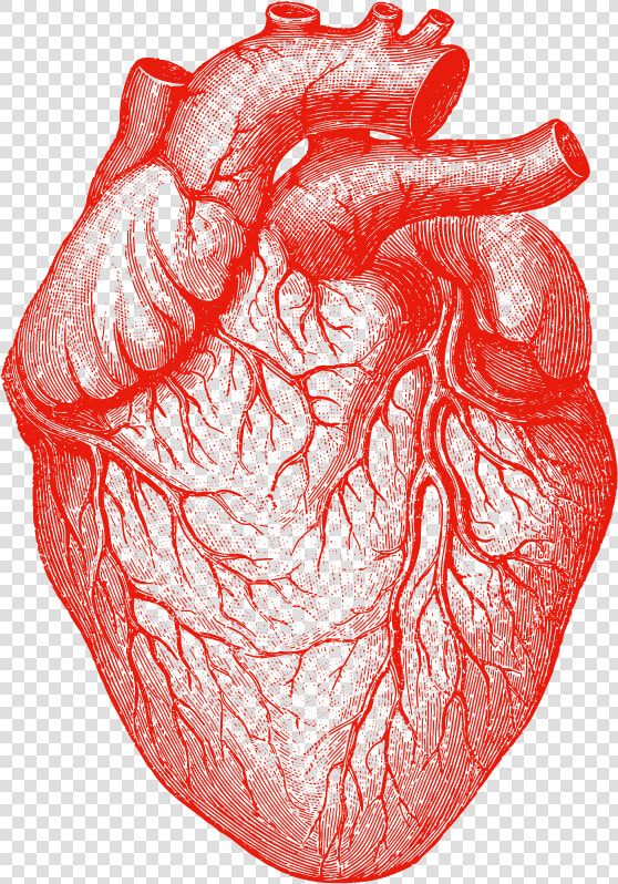 Drawn Tongue Tongue Anatomy   Transparent Human Heart Png  Png DownloadTransparent PNG