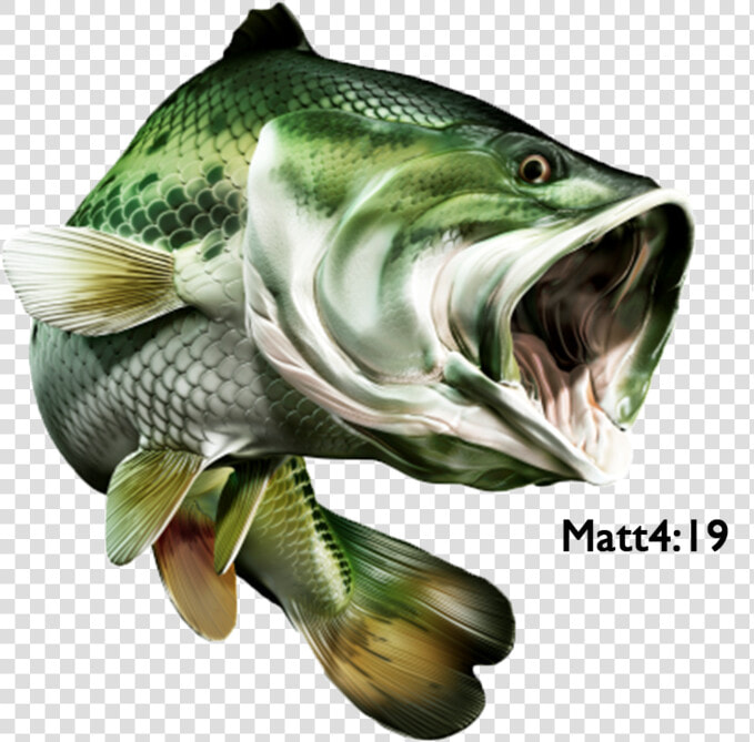 Bass Fish Store Logo   Png Download   Big Mouth Bass Illustration  Transparent PngTransparent PNG