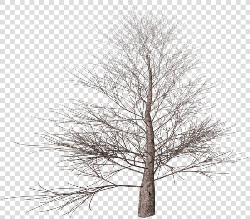 Winter Tree   Portable Network Graphics  HD Png DownloadTransparent PNG