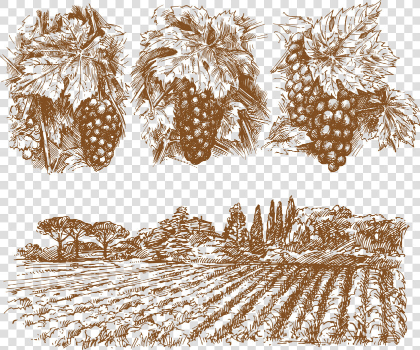 Wine Common Grape Vine   Drawings Of Grape Vines  HD Png DownloadTransparent PNG