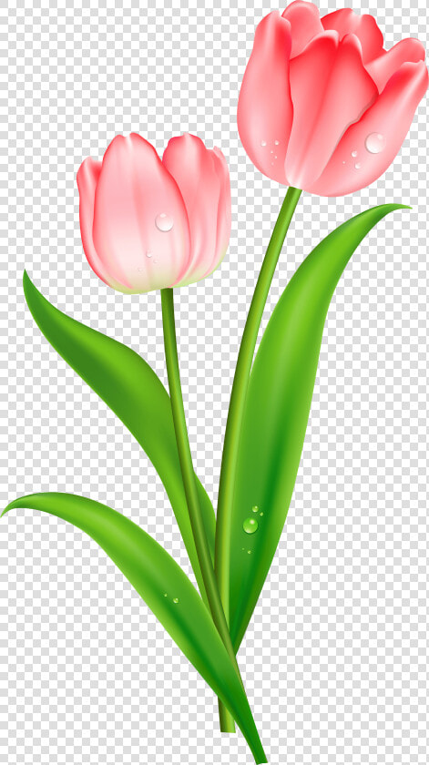 Red Tulips Clipart   Single Pink Tulips Flowers  HD Png DownloadTransparent PNG