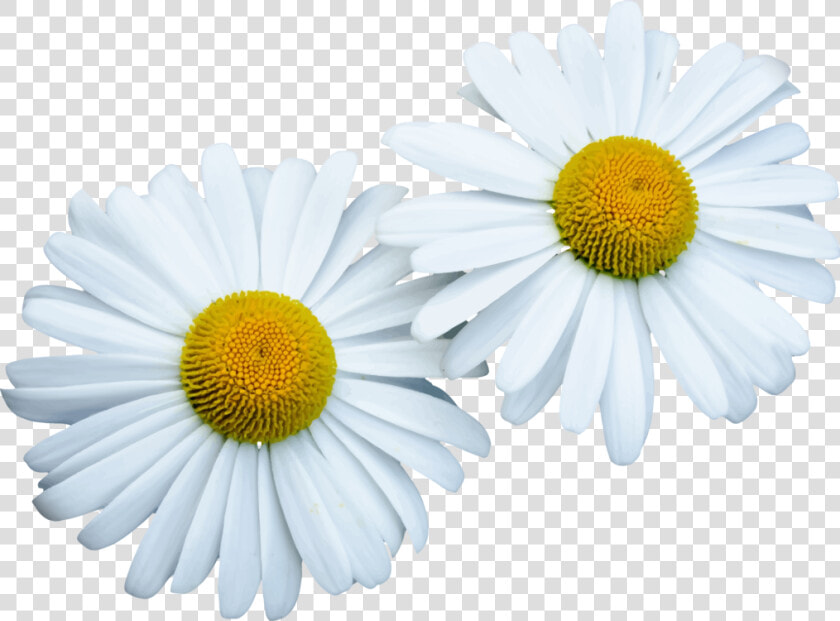 Nobile   Bunga Daisy Png  Transparent PngTransparent PNG