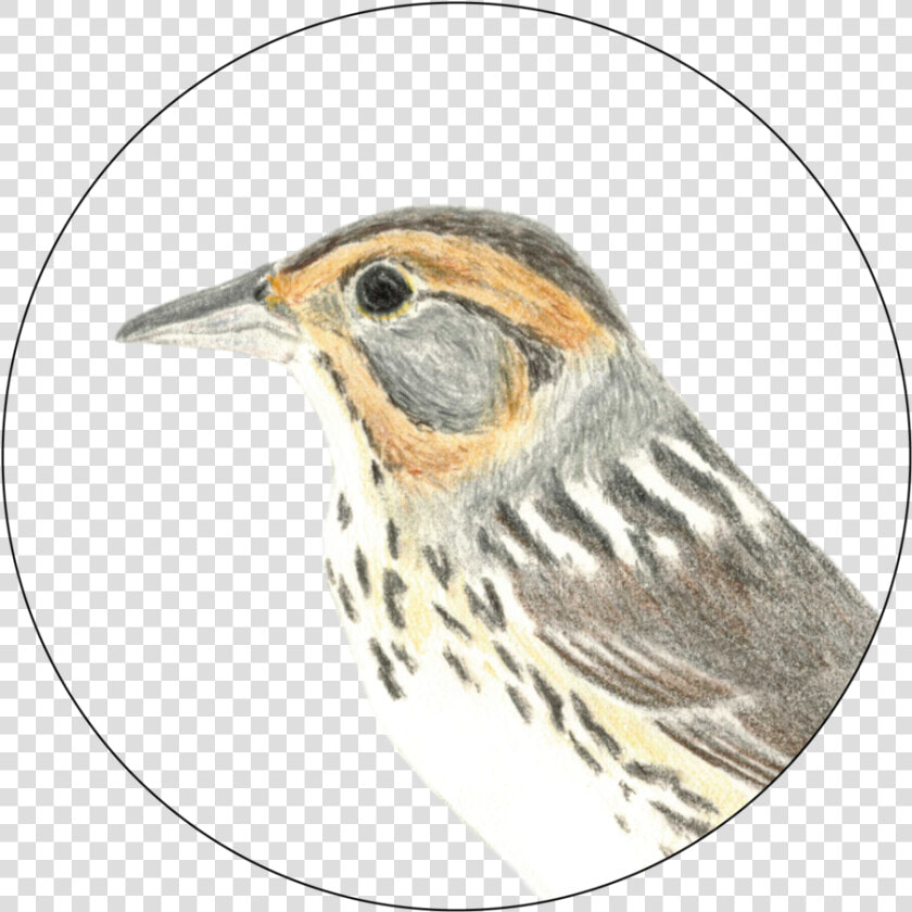 Carolynbyers Sals Do Not Use Without Permission   American Tree Creeper  HD Png DownloadTransparent PNG