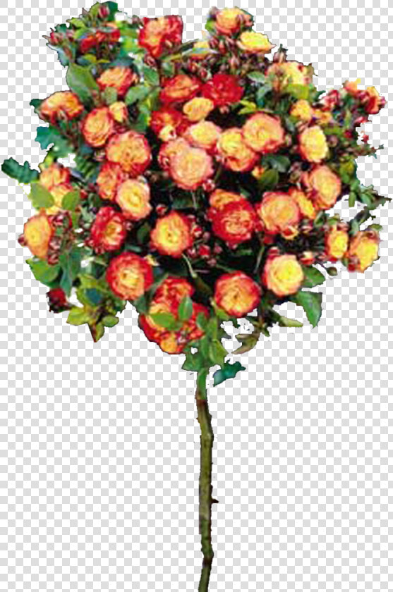 Роза Румба  HD Png DownloadTransparent PNG