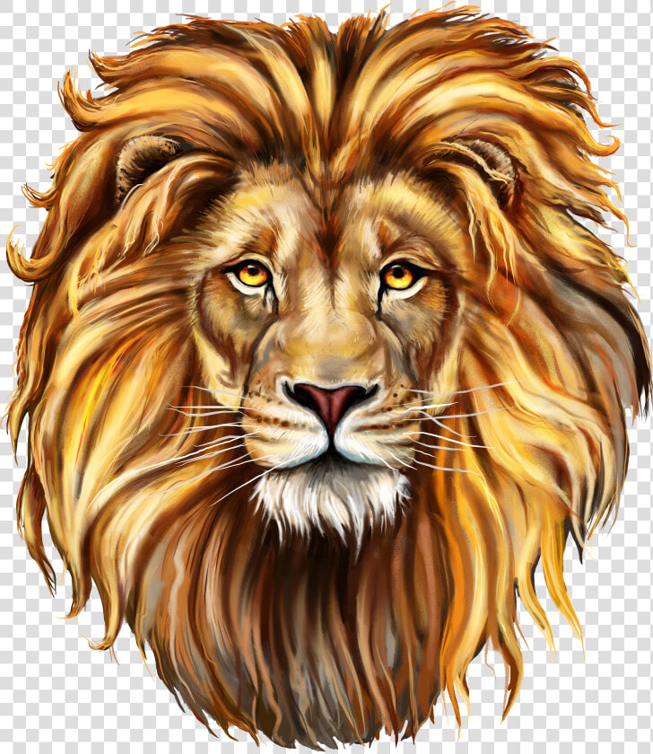 Lioness Png  Transparent PngTransparent PNG