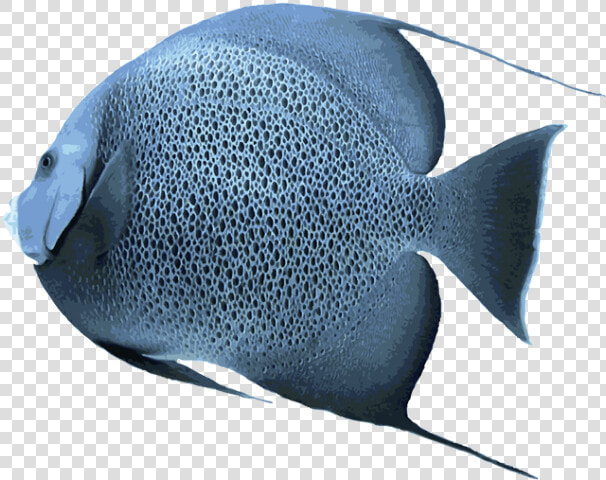 Angelfish Transparent Png   Saltwater Picture Of Angelfish  Png DownloadTransparent PNG