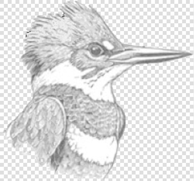 Doas Kingfisher Logo   Belted Kingfisher  HD Png DownloadTransparent PNG