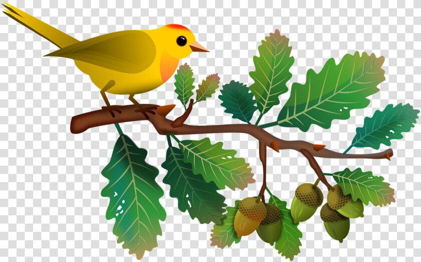 Transparent Tree Limb Png   Bird In Tree Clipart  Png DownloadTransparent PNG