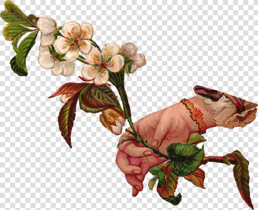 Hand Giving Flowers   Png Hand With Flowers Vintage  Transparent PngTransparent PNG