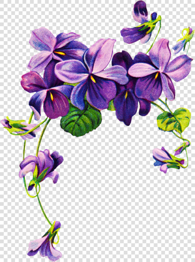 African Violets Border Clip Art Free Vintage Violet   Violet Png  Transparent PngTransparent PNG