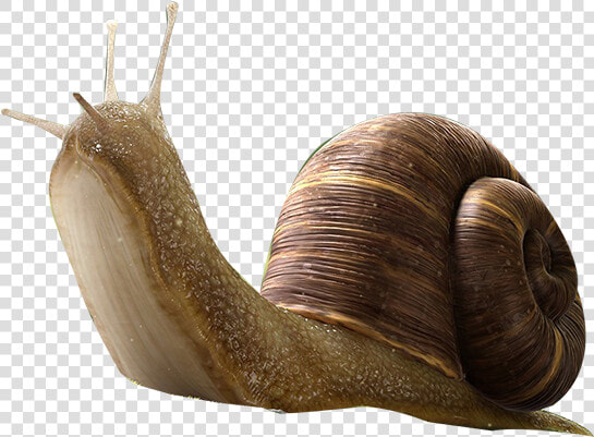 Snail Insect Orthogastropoda   Snail Png  Transparent PngTransparent PNG