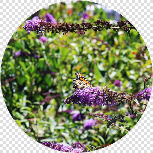 Butterfly Bush Png   Monarch Butterfly  Transparent PngTransparent PNG