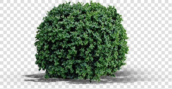 Shrubs Plan Png  Transparent PngTransparent PNG