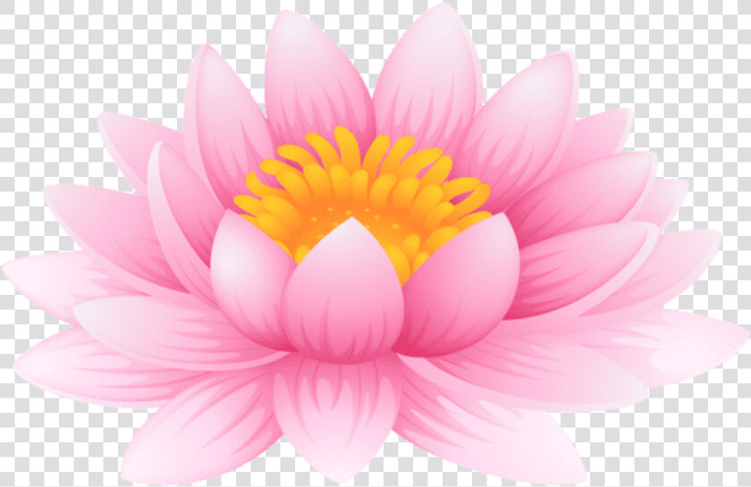 Water Lily Png   Water Lily Clip Art  Transparent PngTransparent PNG