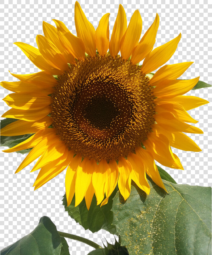 Sun Flower Isolated Yellow Flowers Free Picture   Bunga Matahari Animasi Pearl  HD Png DownloadTransparent PNG