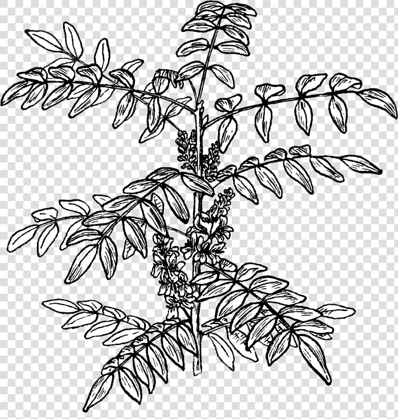 Indigo Plant   Indigofera Png  Transparent PngTransparent PNG