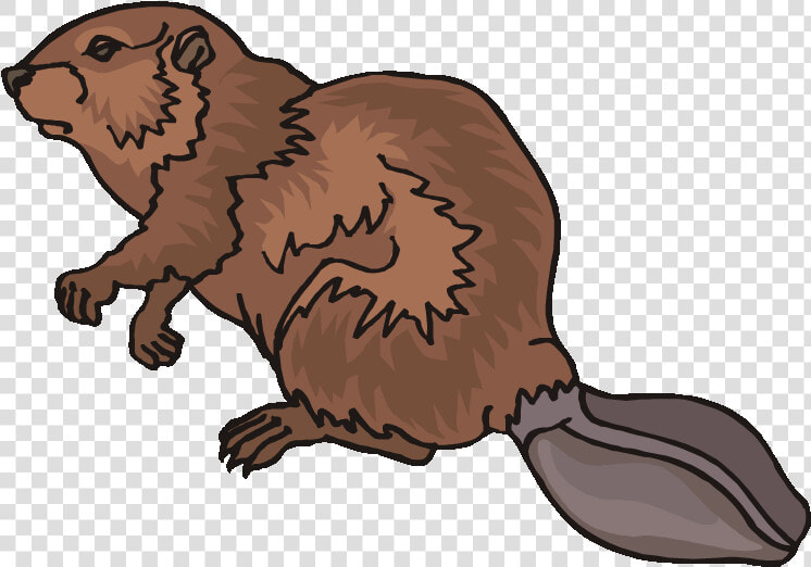 Top 80 Beaver Clip Art   Beaver Fur Trade Clipart  HD Png DownloadTransparent PNG