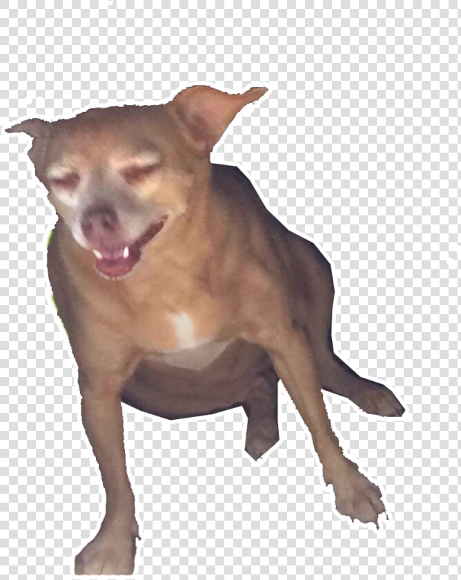 Dog Yawns   Png Download   Chihuahua  Transparent PngTransparent PNG