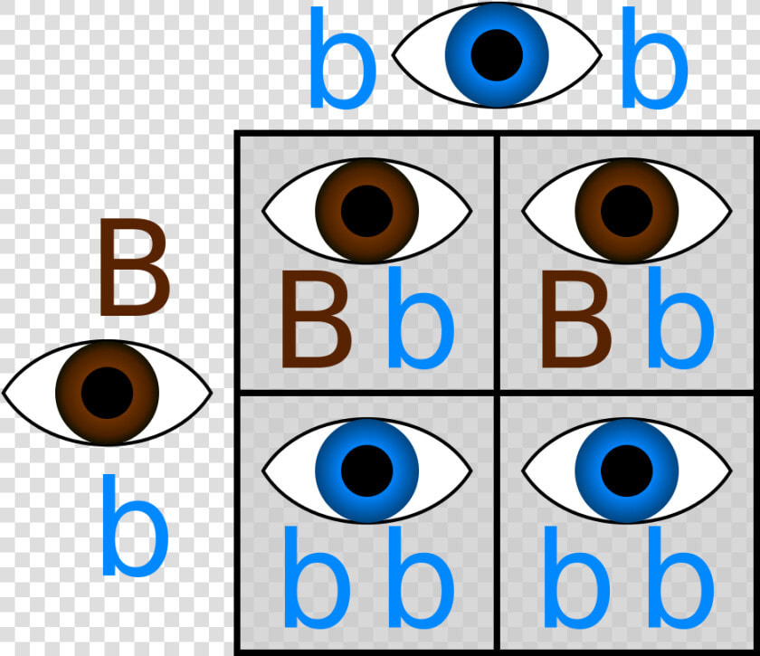 Punnett Hetero Homoblue   Punnett Square Eye Color Brown And Blue  HD Png DownloadTransparent PNG