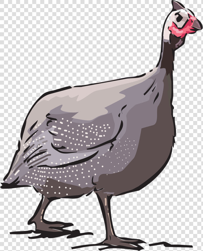 Guinea Fowl Source   Guinea Fowl Cartoon Transparent  HD Png DownloadTransparent PNG