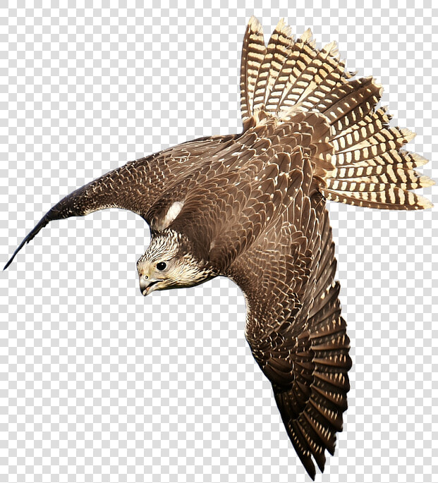 Download Free Falcon Birds Png Transparent Images Transparent   Bird Of Prey Transparent  Png DownloadTransparent PNG