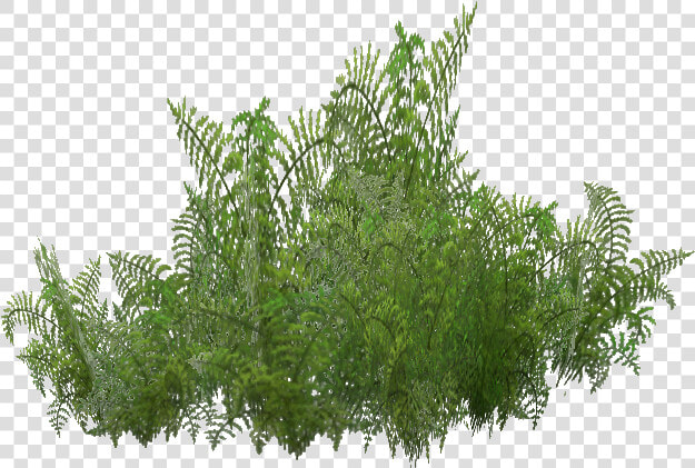 Fern Zt2  HD Png DownloadTransparent PNG