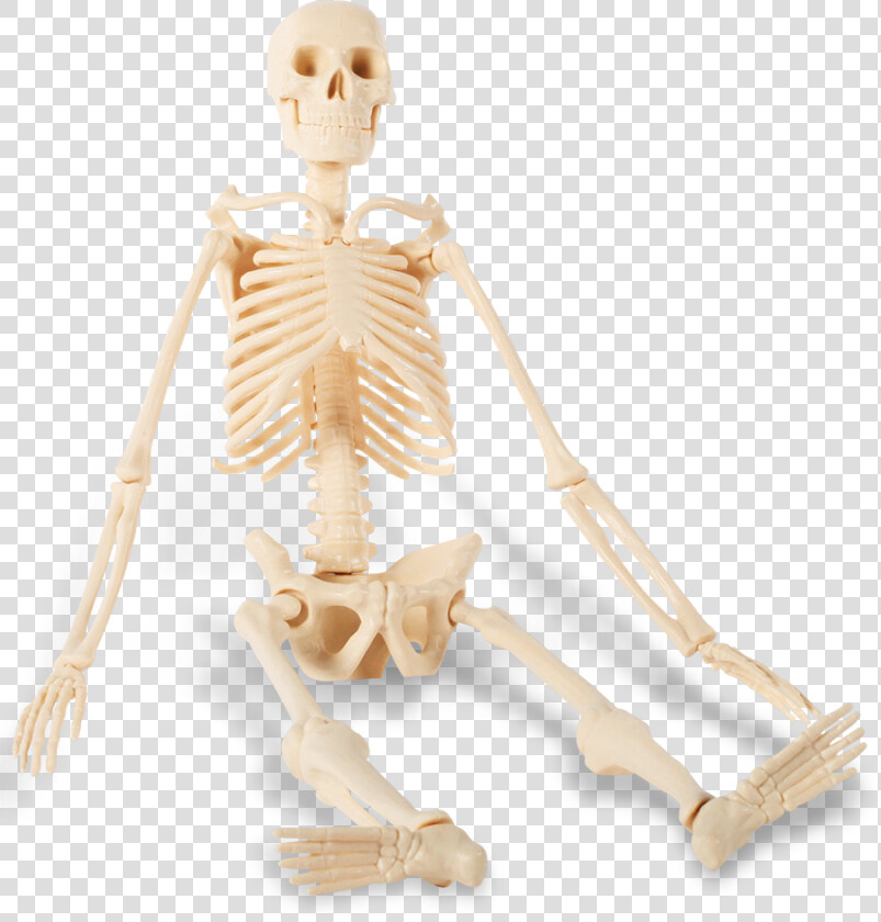 Human Skeleton   Transparent Background Sitting Skeleton  HD Png DownloadTransparent PNG