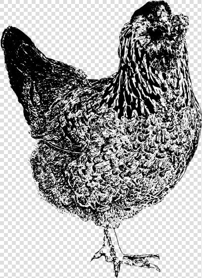 Easter Egger Chicken Drawing  HD Png DownloadTransparent PNG