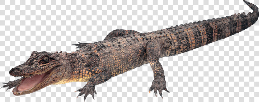 Crocodile  Gator Png   Alligator Transparent Background  Png DownloadTransparent PNG