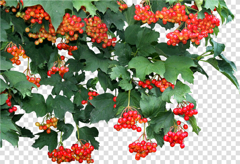 Viburnum Vines Leaf Image Transparent   Transparent Vine Photo Png  Png DownloadTransparent PNG