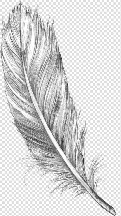 Feather Art Drawing Sketch Bird Free Hd Image Clipart   Feather Sketch  HD Png DownloadTransparent PNG