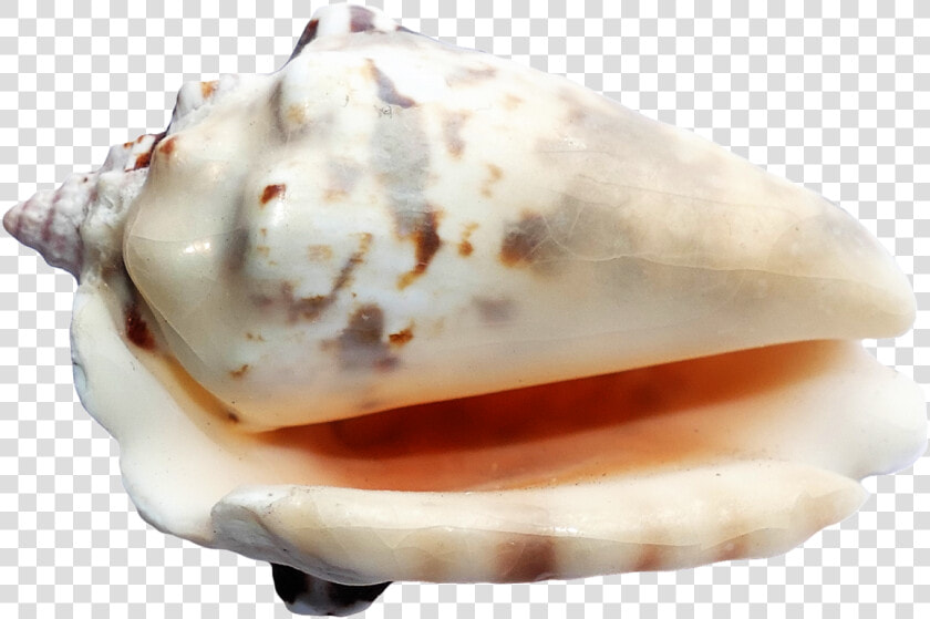 37121   Seashells On A Transparent Ground  HD Png DownloadTransparent PNG