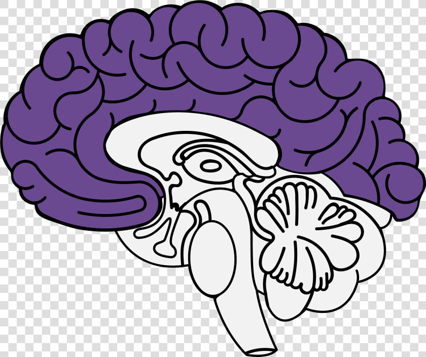 Ansiedad Cerebro   Png Download   Limbic System  Transparent PngTransparent PNG