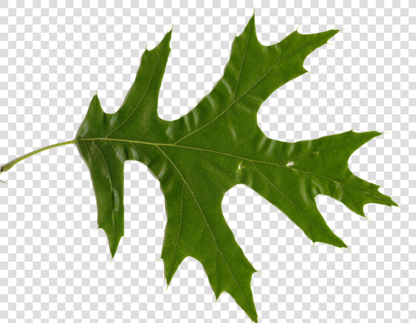 Oak Leaves   Northern Red Oak  HD Png DownloadTransparent PNG