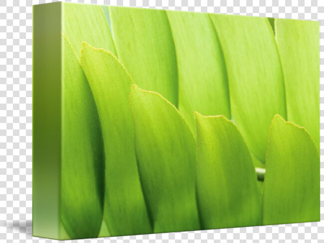 Clip Art Leaf Close Up   Saba Banana  HD Png DownloadTransparent PNG