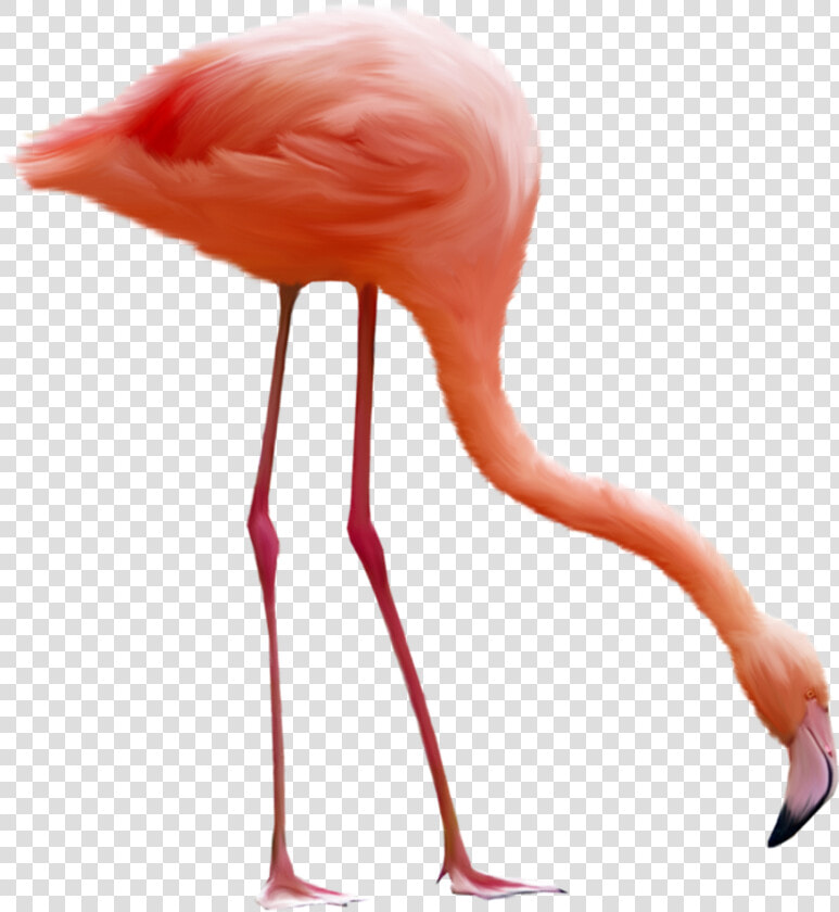 Flamingo Png   Flamingo Bird Png  Transparent PngTransparent PNG