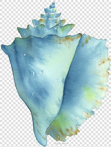 Blue Conch Shell  HD Png DownloadTransparent PNG