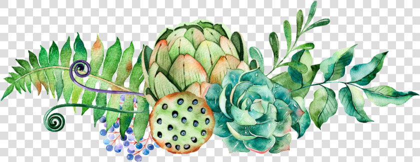 Succulent Vector Watercolor   Succulent Png  Transparent PngTransparent PNG