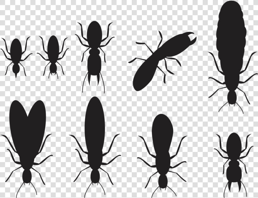 Termite Treatment By Jiminey Kricket Exterminating   Longhorn Beetle  HD Png DownloadTransparent PNG