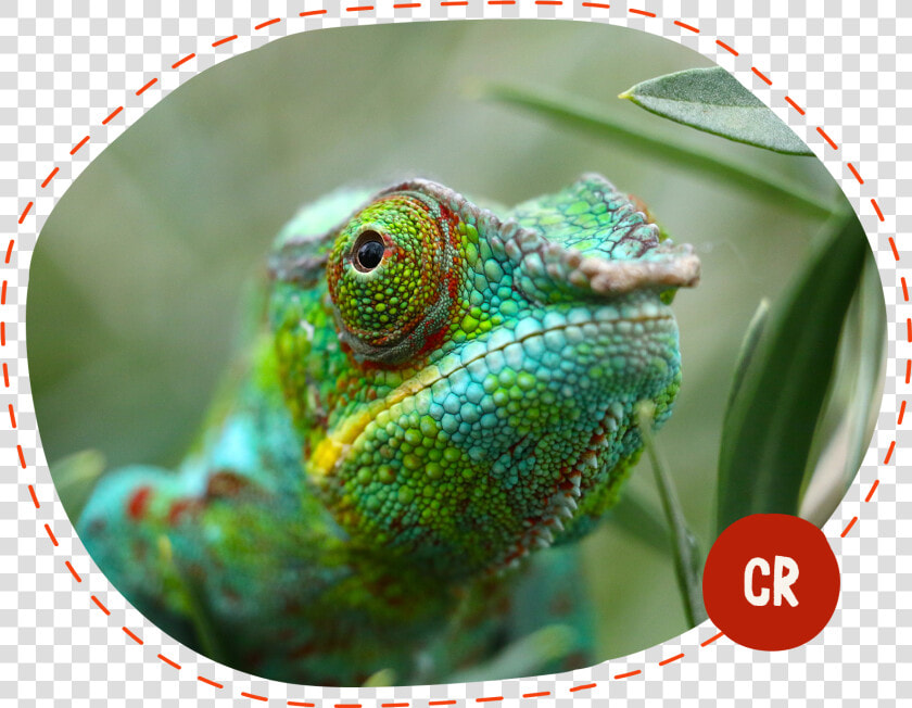 Green Chameleon  HD Png DownloadTransparent PNG