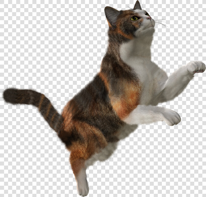 Forty Isolated Stock Photo   Falling Cat Png  Transparent PngTransparent PNG