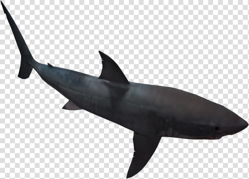 Great White Shark 05 By Wolverine041269 On Clipart  HD Png DownloadTransparent PNG