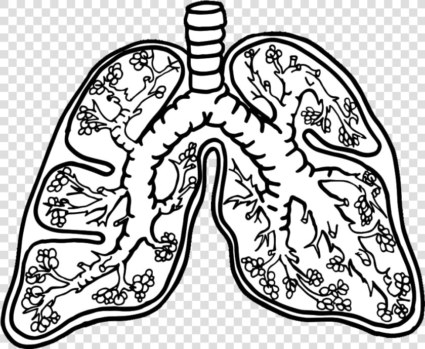 Free Anatomy Clipart   Parts Of The Lungs Worksheet For Kids  HD Png DownloadTransparent PNG