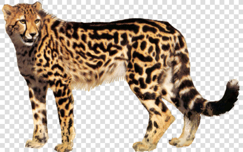 Cheetah Portable Network Graphics Clip Art Transparency  HD Png DownloadTransparent PNG