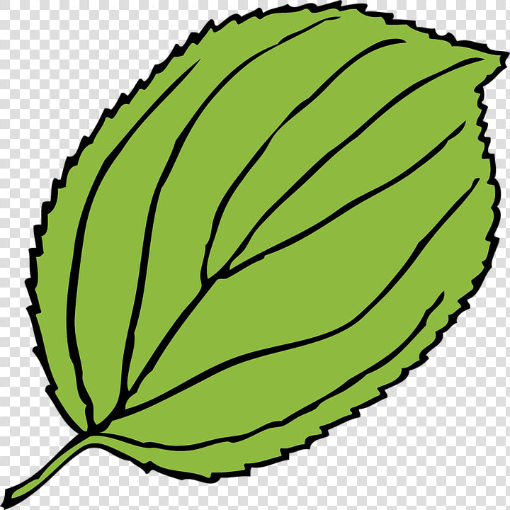 Green Pumpkin Leaf Clipart   Leaf Clip Art  HD Png DownloadTransparent PNG