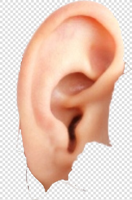 Ear Free Download Png   Ear  Transparent PngTransparent PNG