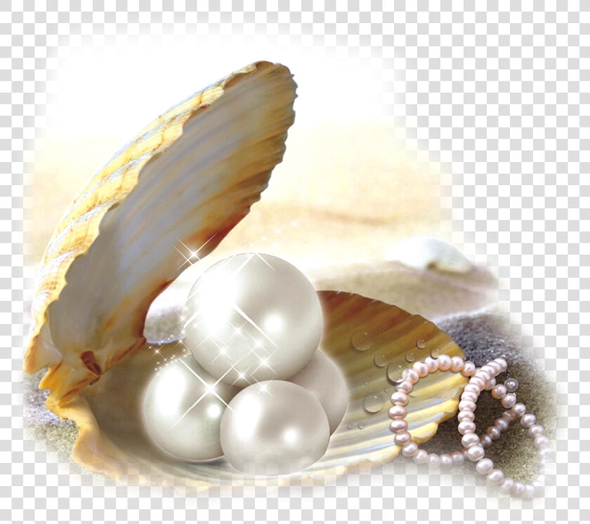 Oyster Pearl Png   Shell With Pearl Png  Transparent PngTransparent PNG