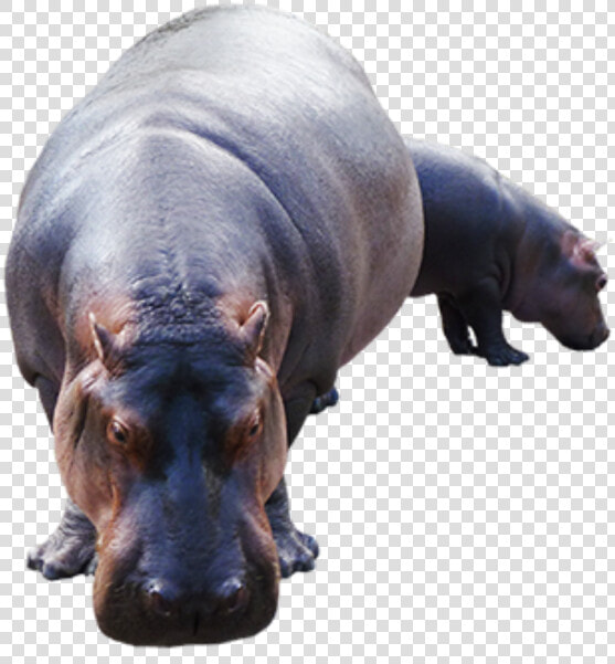 Hippopotamus  HD Png DownloadTransparent PNG