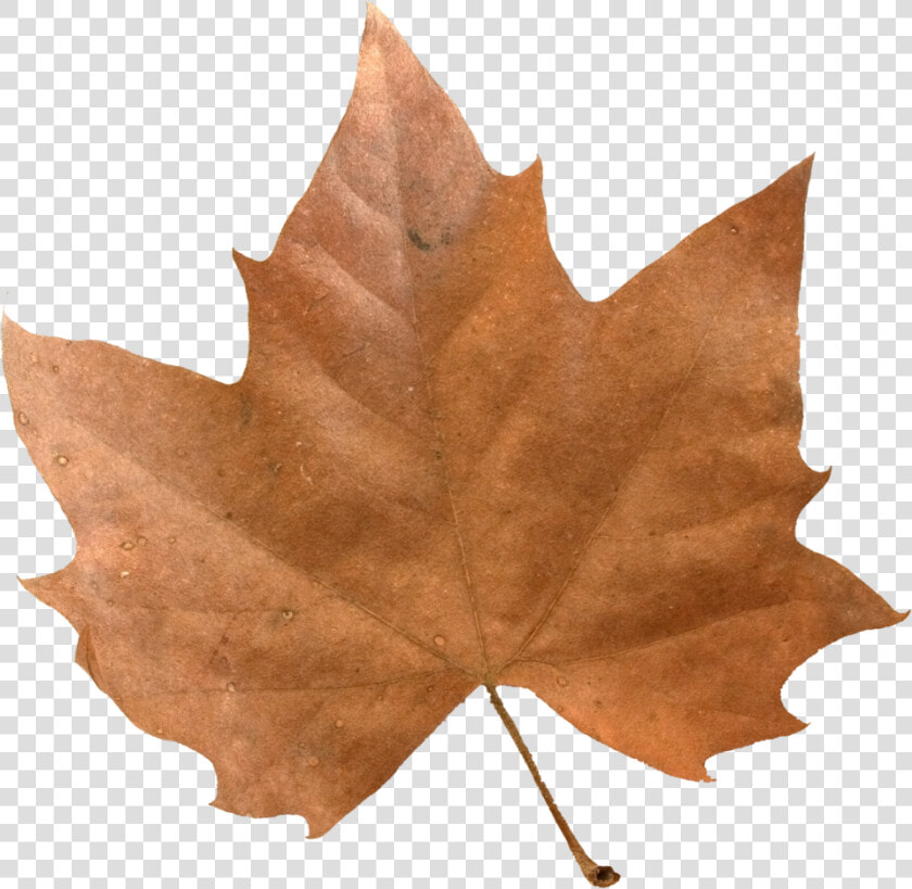 Transparent Maple Leaves Png   Maple Leaf  Png DownloadTransparent PNG