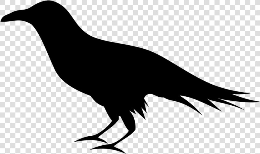 Raven Transparent Png Clipart Free Download   Raven Clipart Png  Png DownloadTransparent PNG